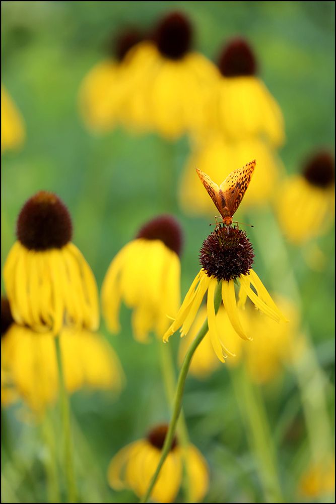 Black Eyed Susan I art print by Tammy Putman for $57.95 CAD