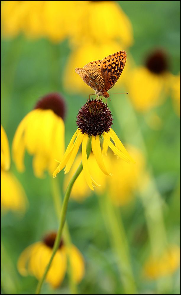 Black Eyed Susan II art print by Tammy Putman for $57.95 CAD