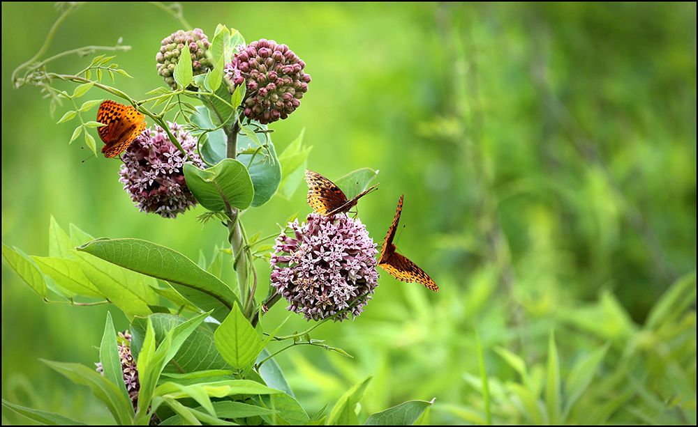 Butterflies And Allium II art print by Tammy Putman for $57.95 CAD