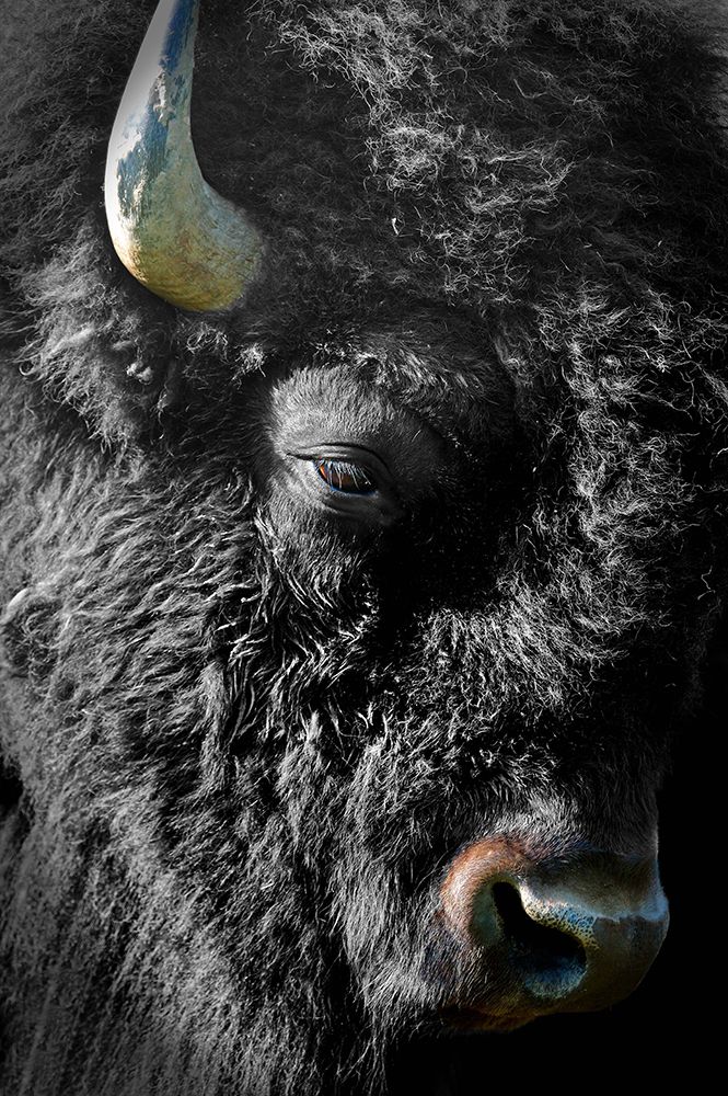 Black Bison art print by Tammy Putman for $57.95 CAD
