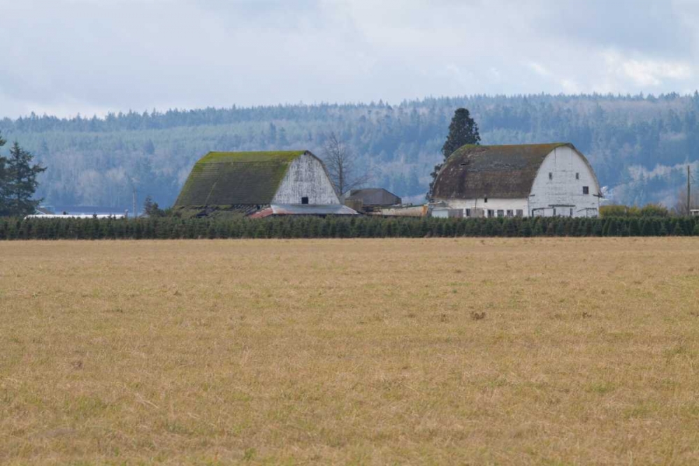 Dual Barns art print by Dana Styber for $57.95 CAD