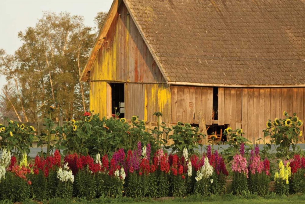 Snapdragons Barn I art print by Dana Styber for $57.95 CAD