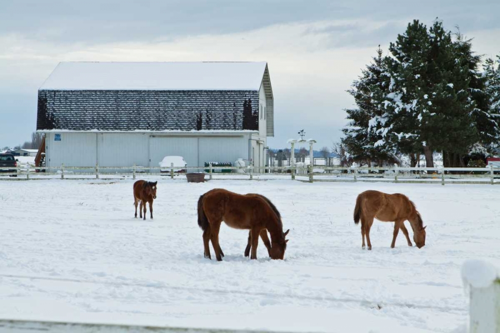 Grazing the Snow art print by Dana Styber for $57.95 CAD