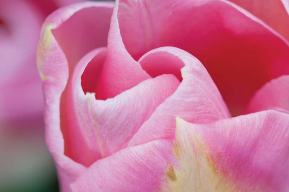 Pink Tulip I art print by Dana Styber for $57.95 CAD