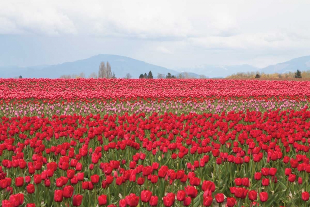 Red Tulip Mound II art print by Dana Styber for $57.95 CAD