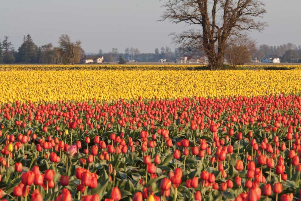 Yellow and Orange Tulips I art print by Dana Styber for $57.95 CAD