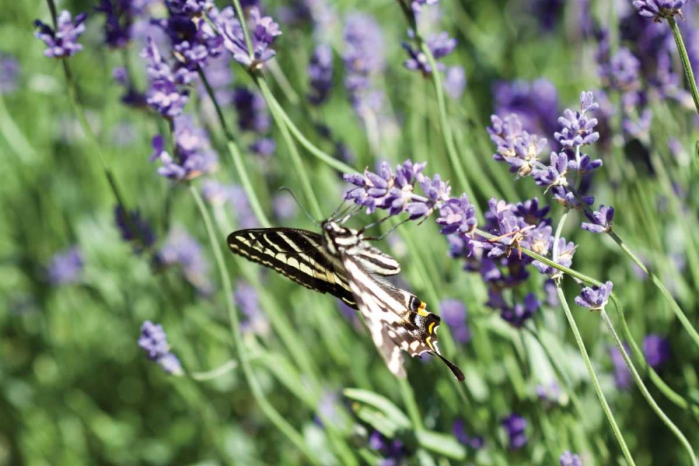 Lavender and Butterfly I art print by Dana Styber for $57.95 CAD