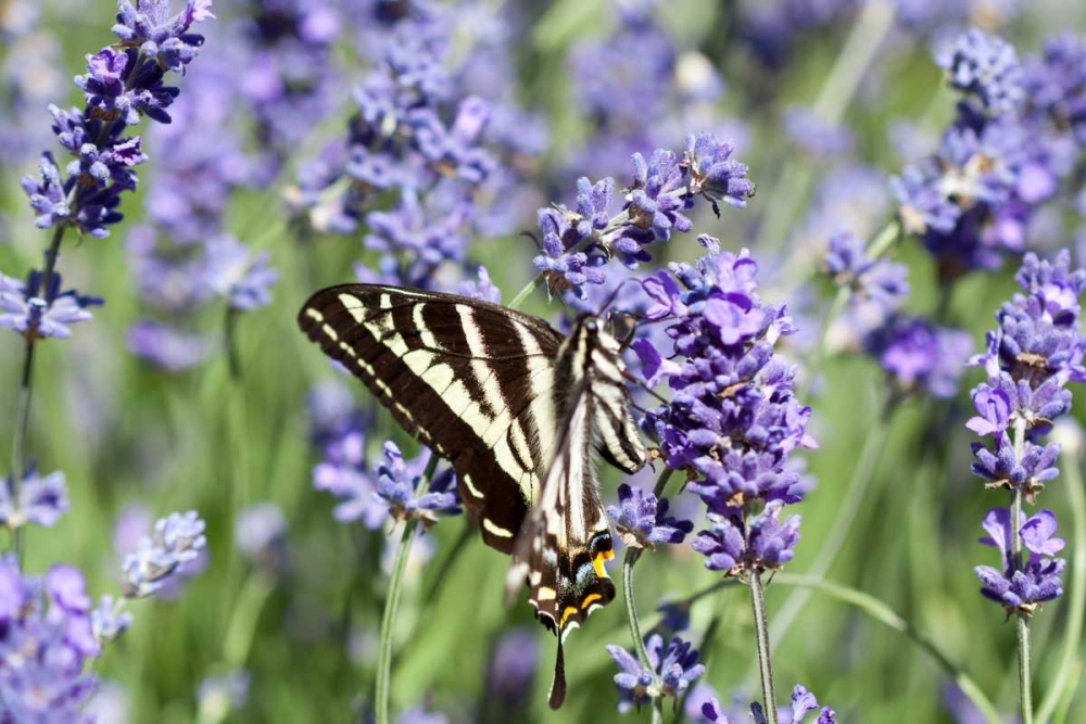 Lavender and Butterfly II art print by Dana Styber for $57.95 CAD