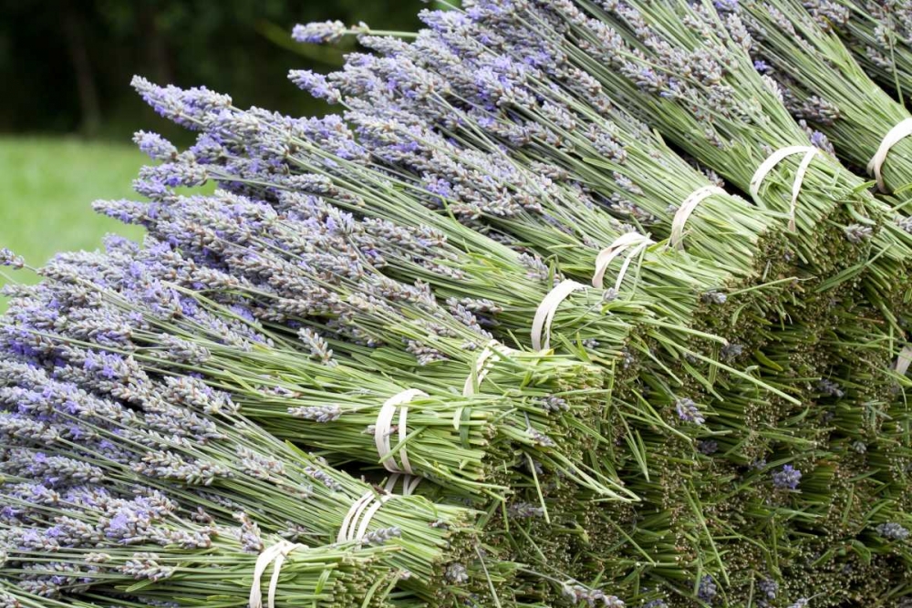 Lavender Bunches II art print by Dana Styber for $57.95 CAD