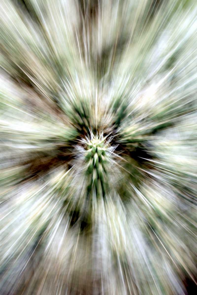 Cactus Spines art print by Douglas Taylor for $57.95 CAD