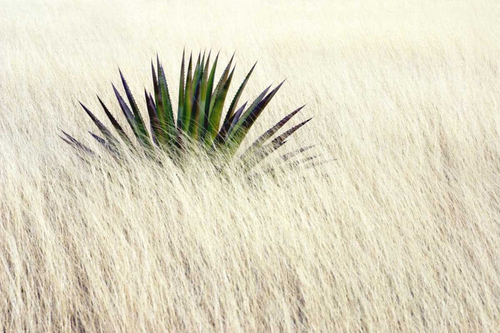 Agave II art print by Douglas Taylor for $57.95 CAD