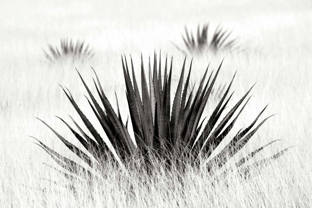 Agave BW I art print by Douglas Taylor for $57.95 CAD