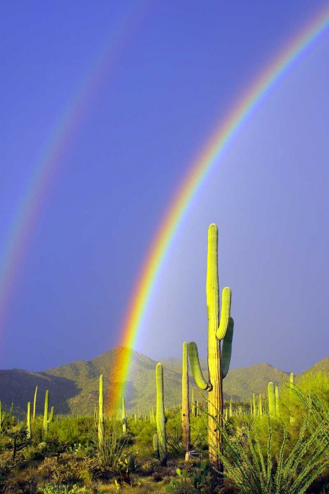 Saguaro Rainbow I art print by Douglas Taylor for $57.95 CAD