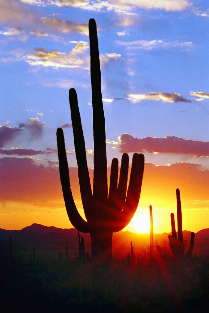 Saguaro Sunset art print by Douglas Taylor for $57.95 CAD