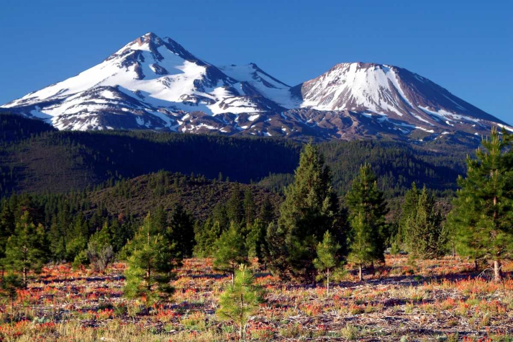 Morning in Shasta art print by Douglas Taylor for $57.95 CAD