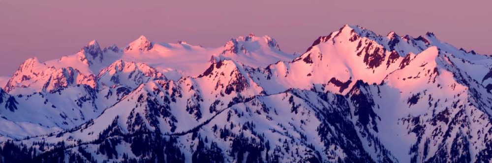 Alpenglow on Mt. Olympus art print by Douglas Taylor for $57.95 CAD