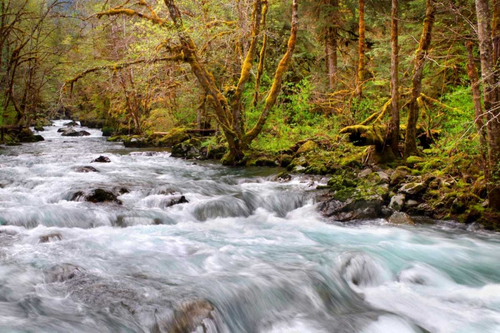 Rainforest River I art print by Douglas Taylor for $57.95 CAD