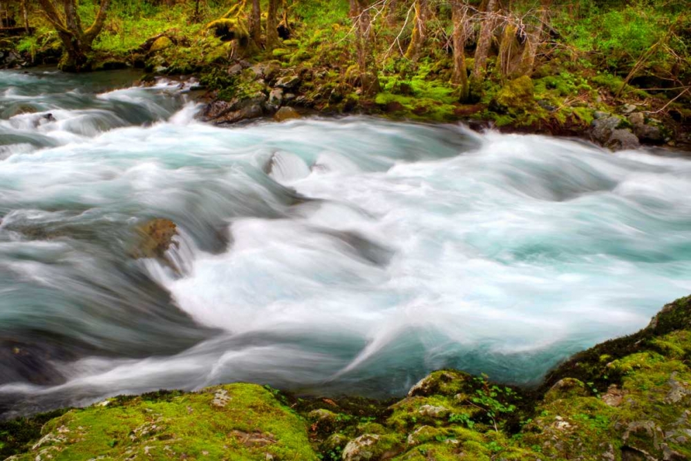 Rainforest River II art print by Douglas Taylor for $57.95 CAD