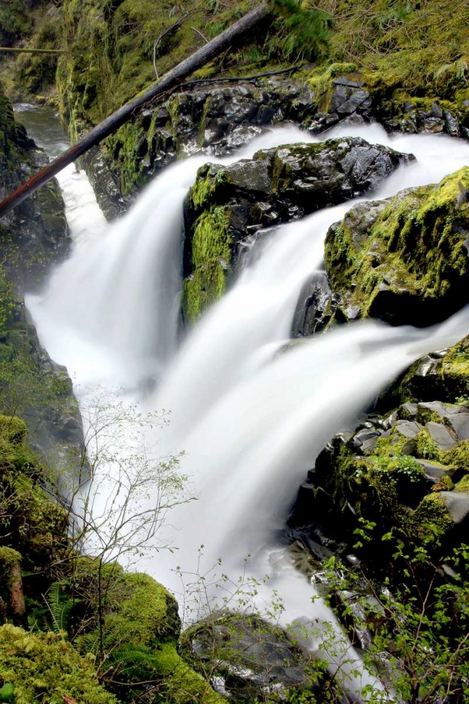 Sol Duc Falls I art print by Douglas Taylor for $57.95 CAD