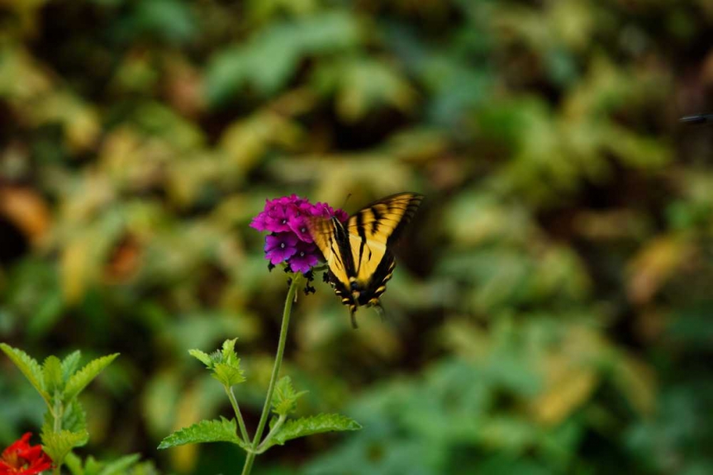 Garden Butterfly II art print by Philip Clayton-Thompson for $57.95 CAD