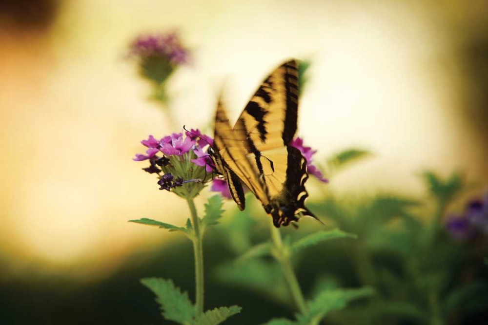 Garden Butterfly III art print by Philip Clayton-Thompson for $57.95 CAD