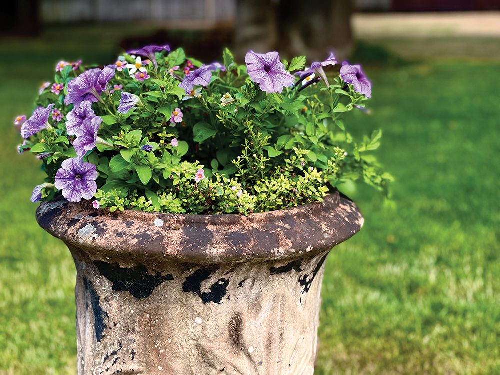 Purple Petunias art print by Blackstone Edge Studios for $57.95 CAD