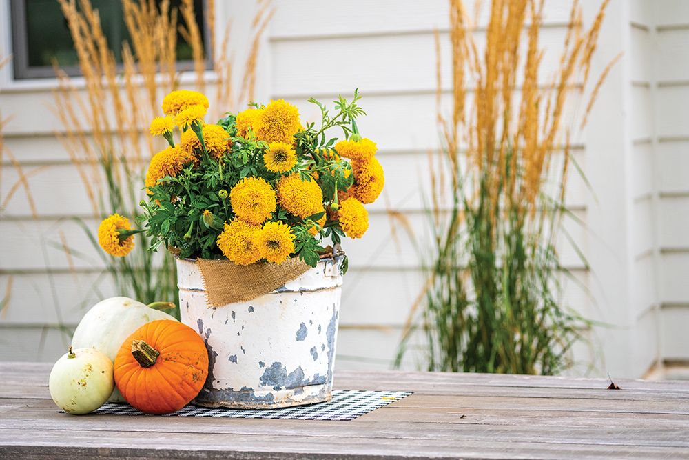 Autumn Mums II art print by Blackstone Edge Studios for $57.95 CAD