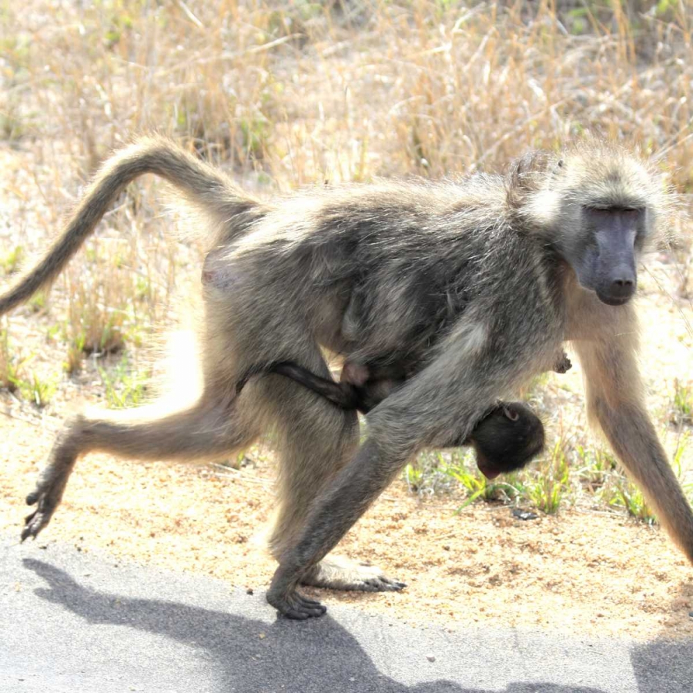 Safari Baboon and Baby I art print by Dana Underdahl for $57.95 CAD