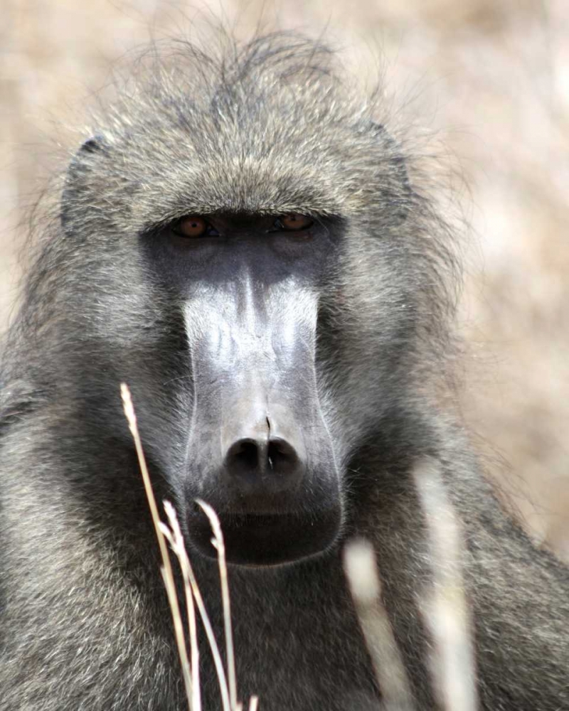 Baboon Portrait I art print by Dana Underdahl for $57.95 CAD