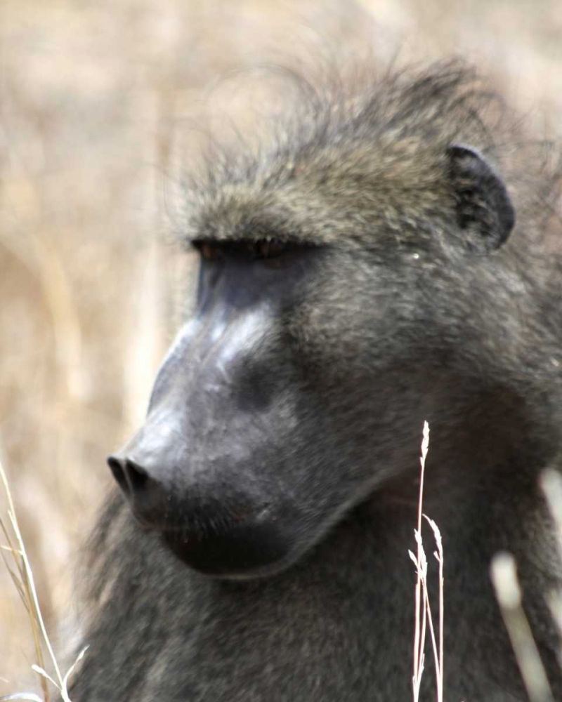 Baboon Portrait II art print by Dana Underdahl for $57.95 CAD