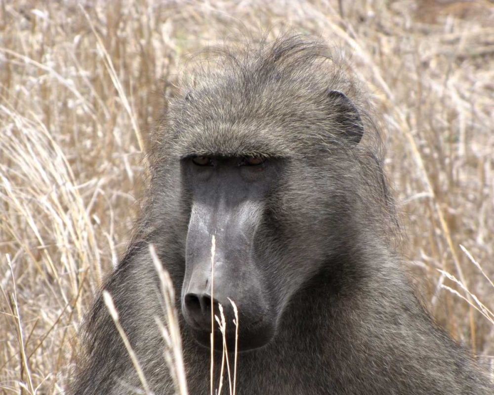 Baboon Portrait IV art print by Dana Underdahl for $57.95 CAD