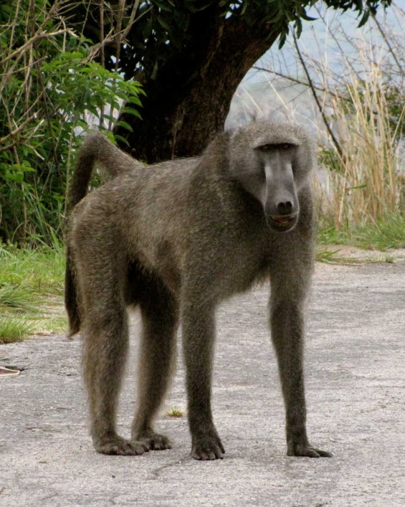 Baboon IV art print by Dana Underdahl for $57.95 CAD