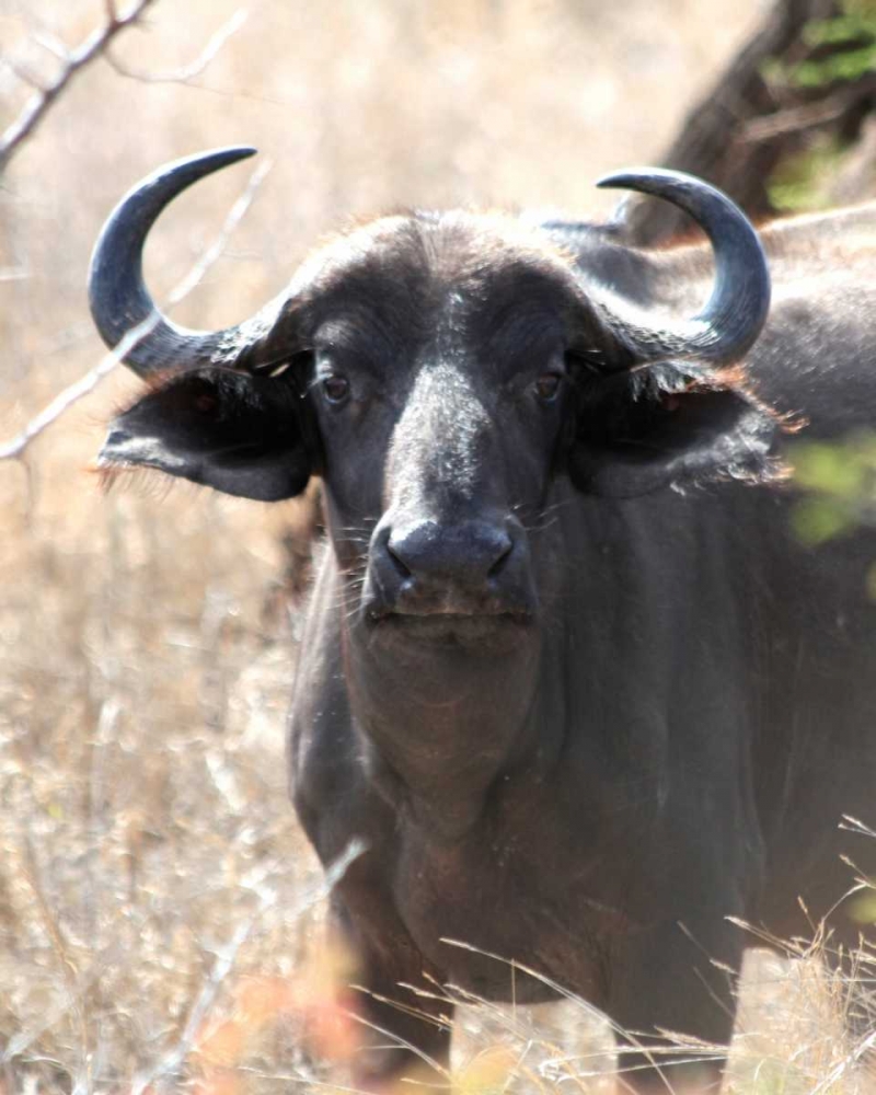 Cape Buffalo I art print by Dana Underdahl for $57.95 CAD