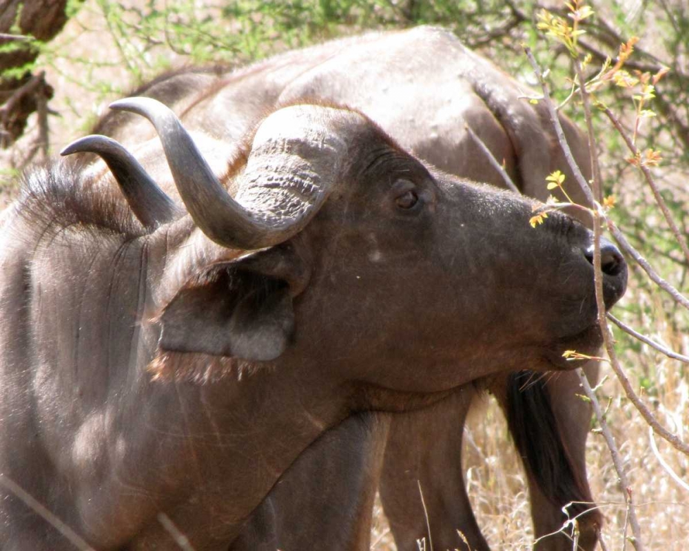 Cape Buffalo IV art print by Dana Underdahl for $57.95 CAD