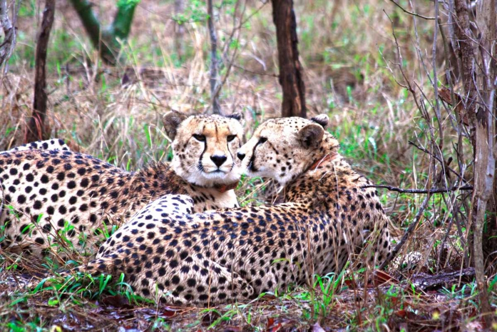 Safari Cheetah I art print by Dana Underdahl for $57.95 CAD
