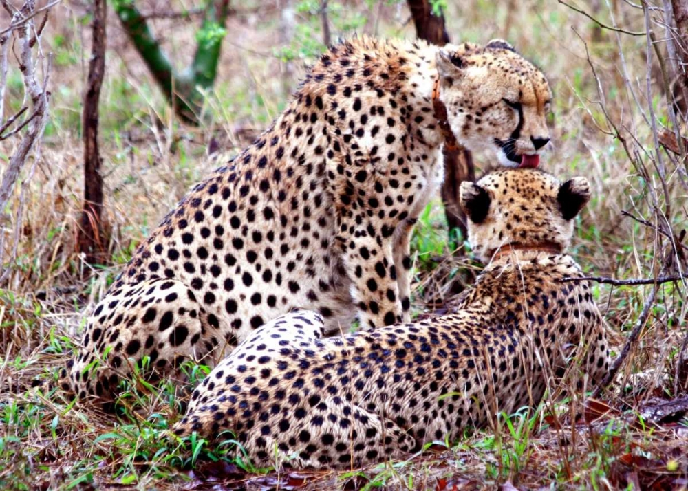 Safari Cheetah II art print by Dana Underdahl for $57.95 CAD