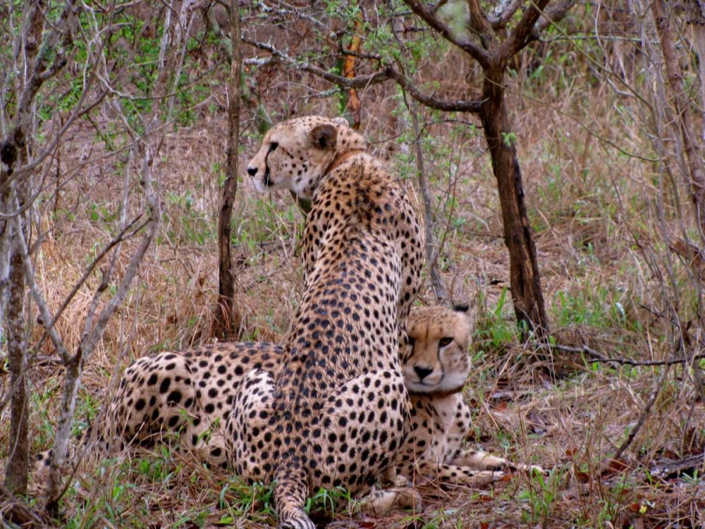 Safari Cheetah III art print by Dana Underdahl for $57.95 CAD