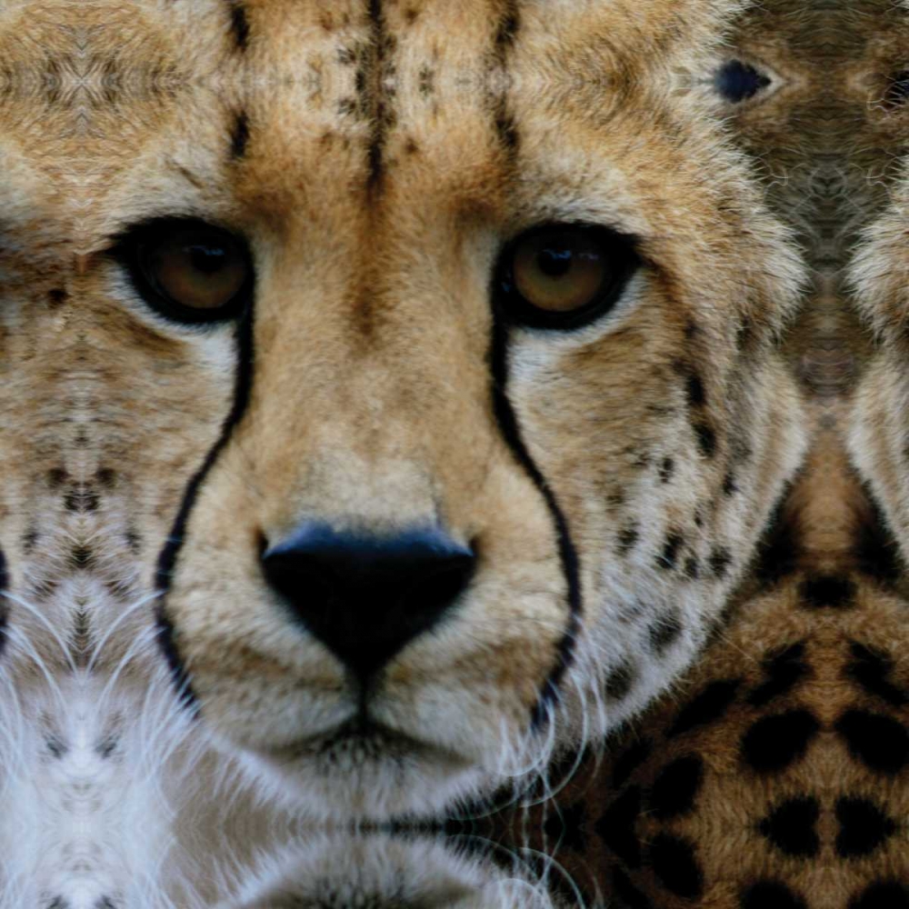 Cheetah Portrait III art print by Dana Underdahl for $57.95 CAD