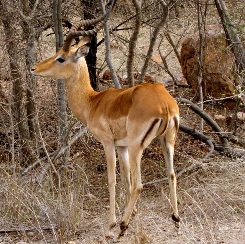 Impala V art print by Dana Underdahl for $57.95 CAD