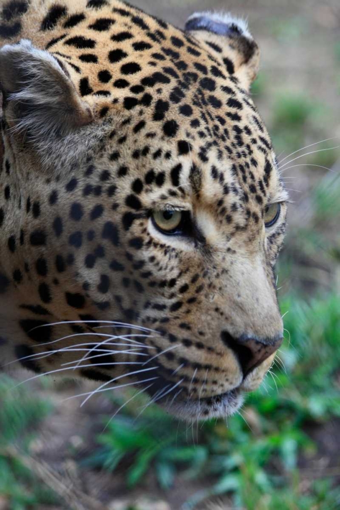 Leopard II art print by Dana Underdahl for $57.95 CAD
