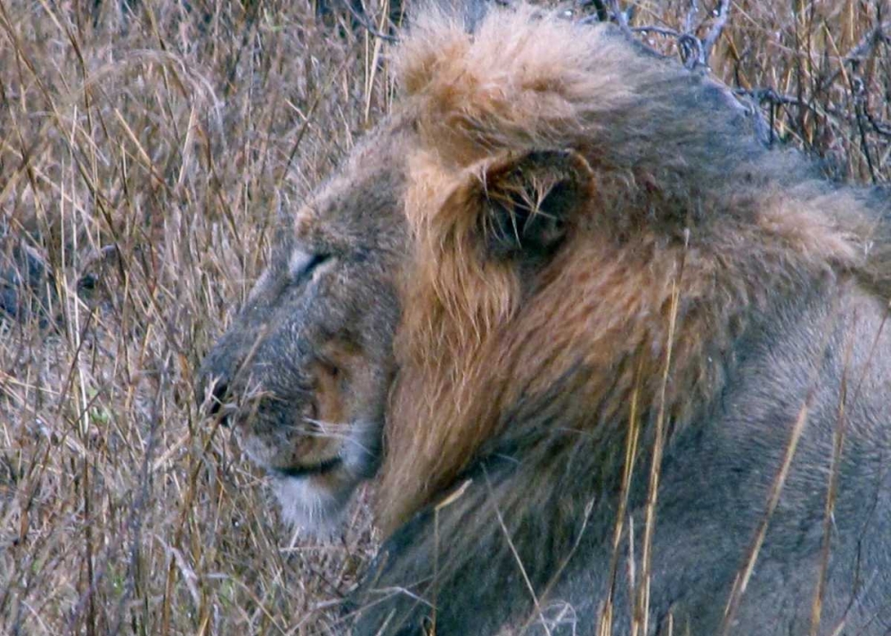 Resting Lion II art print by Dana Underdahl for $57.95 CAD