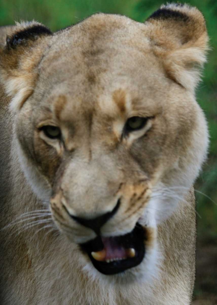 Lion II art print by Dana Underdahl for $57.95 CAD