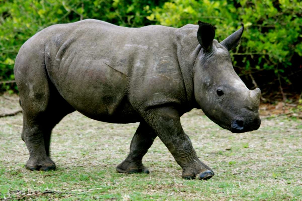 Rhino III art print by Dana Underdahl for $57.95 CAD