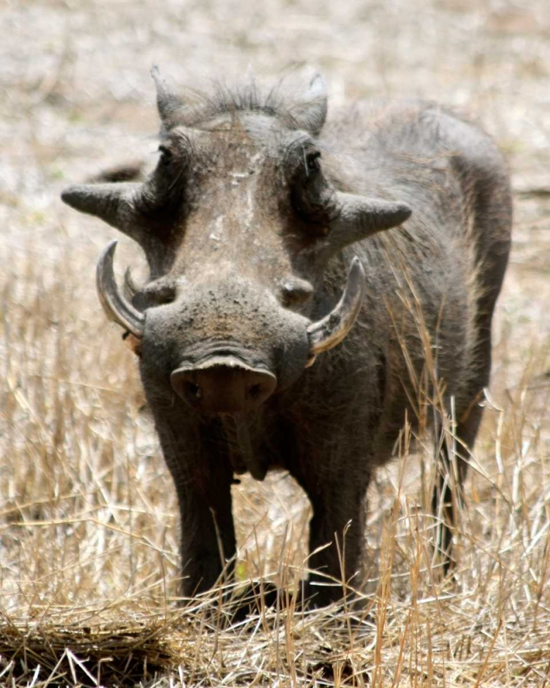Warthog art print by Dana Underdahl for $57.95 CAD