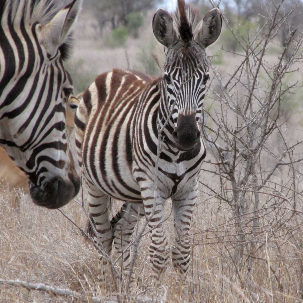 Zebra Baby II art print by Dana Underdahl for $57.95 CAD