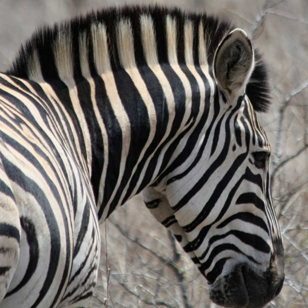 Sarari Zebra VI art print by Dana Underdahl for $57.95 CAD