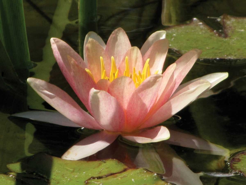 Pink Water Lily art print by Dana Underdahl for $57.95 CAD