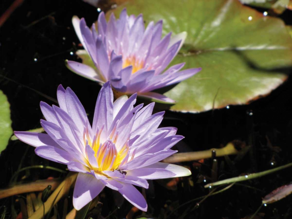 Violet Water Lily I art print by Dana Underdahl for $57.95 CAD