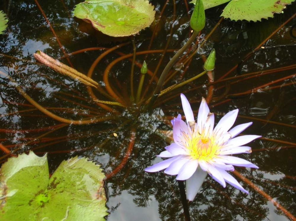 Violet Water Lily III art print by Dana Underdahl for $57.95 CAD