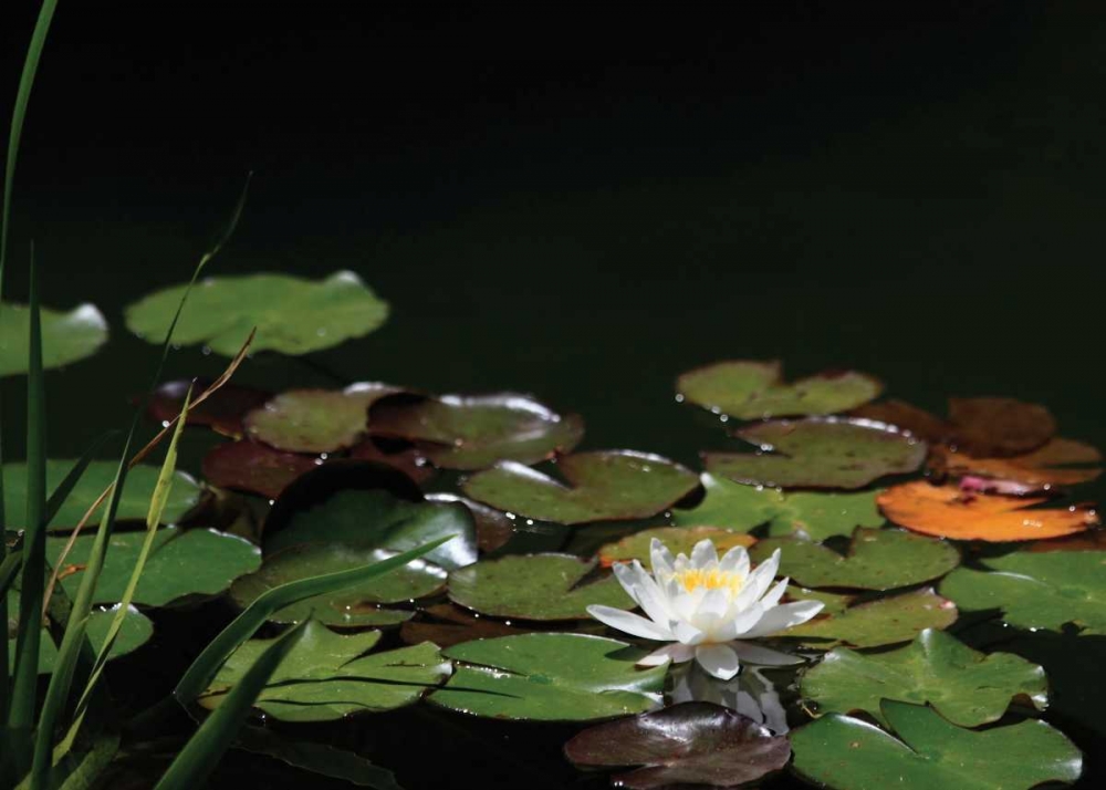 White Water Lily I art print by Dana Underdahl for $57.95 CAD